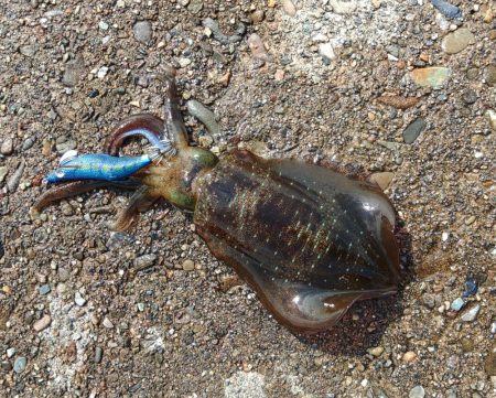 エギング絶好調継続！